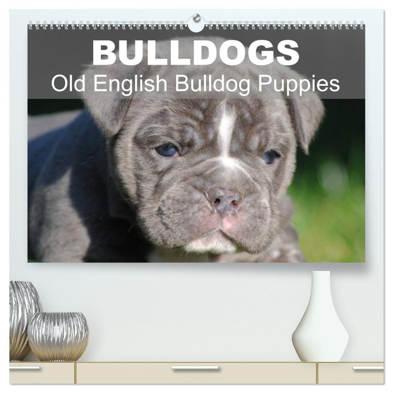 Bulldogs - Old English Bulldog Puppies (High Quality Premium Wall Calendar 2026 DIN A2 landscape),CALVENDO 12 Month Wall Calendar: Beautiful bulldog puppies in the sun Natural Sciences