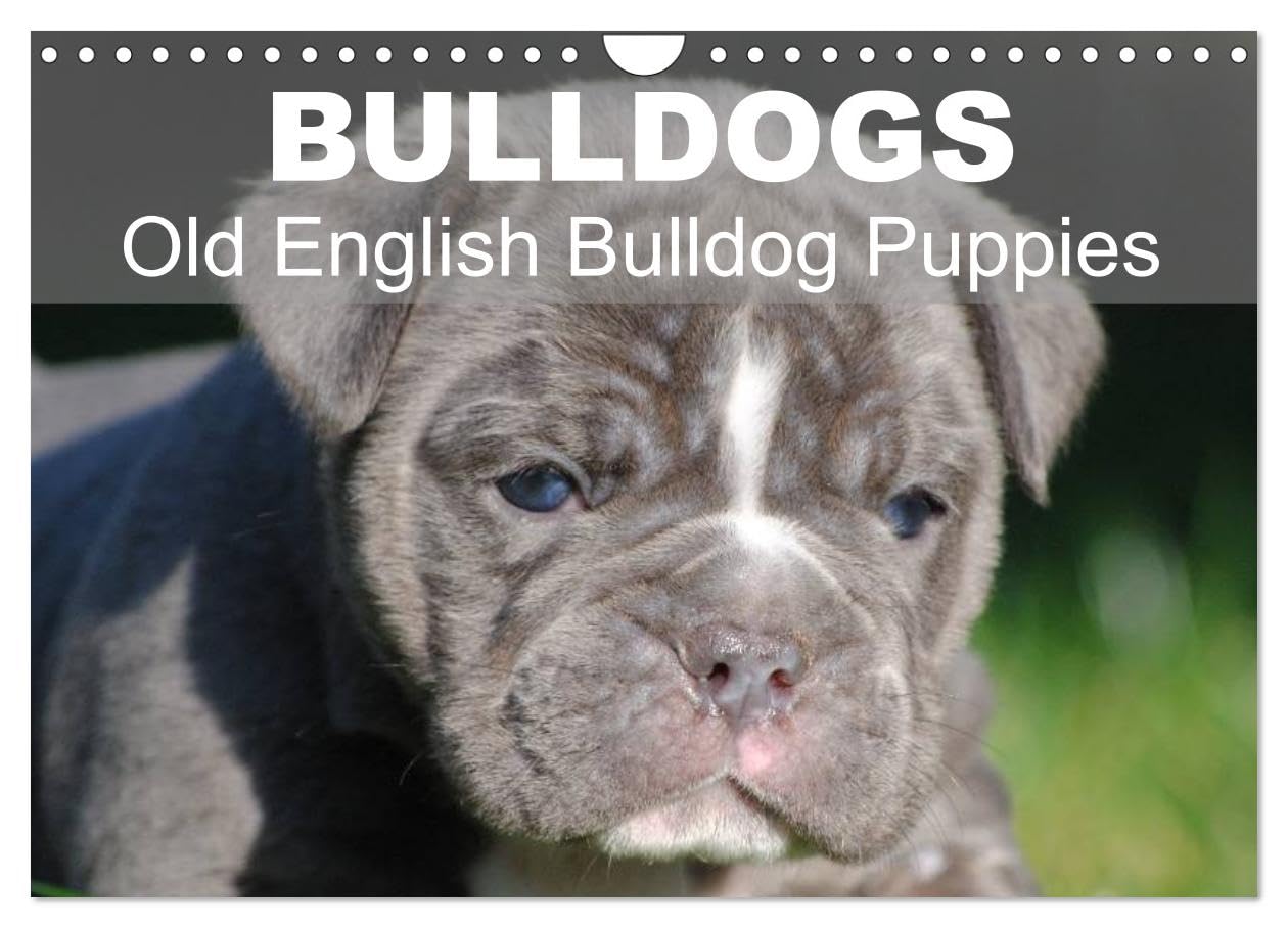 Bulldogs - Old English Bulldog Puppies (Wall Calendar 2026 DIN A4 landscape), CALVENDO 12 Month Wall Calendar: Beautiful bulldog puppies in the sun Natural Sciences