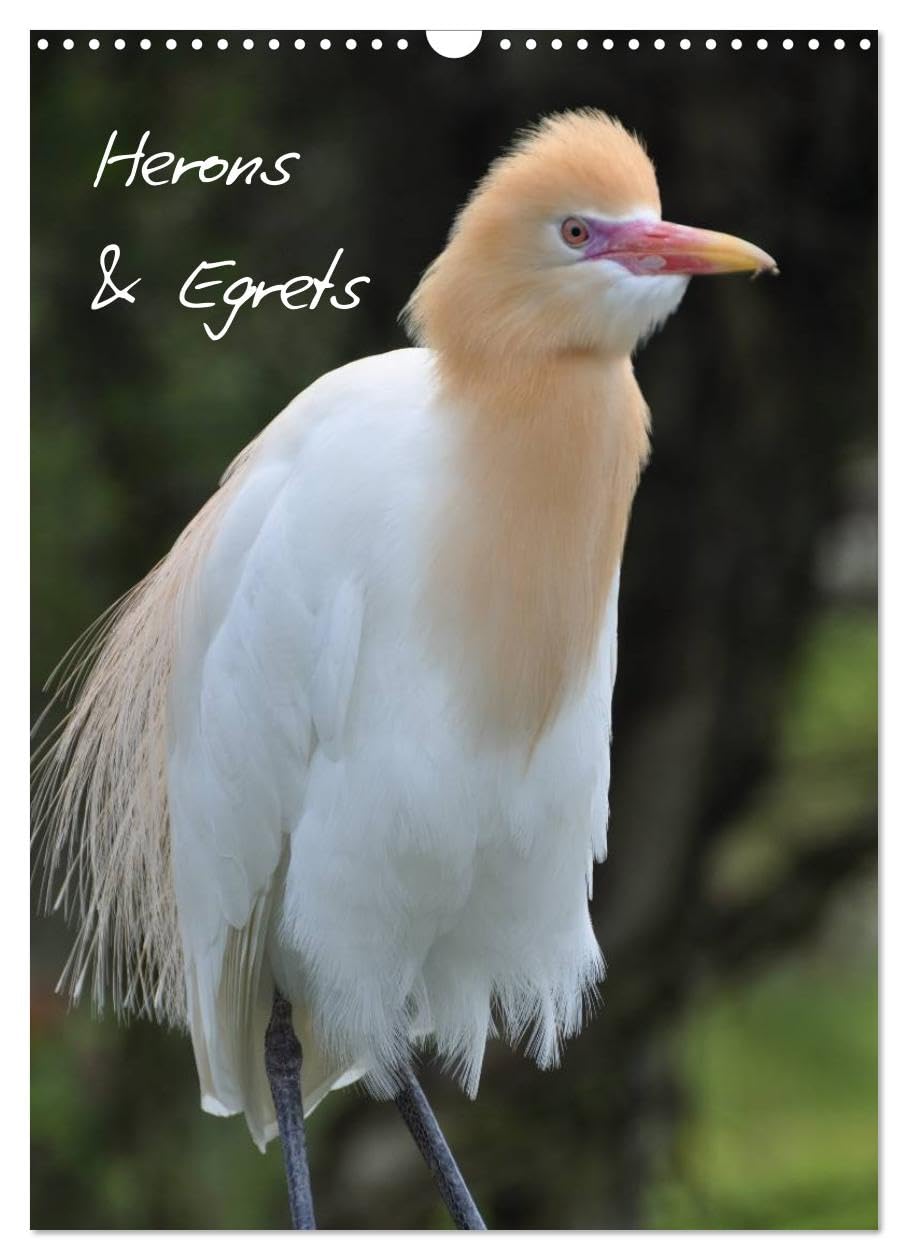 Herons & Egrets (Wall Calendar 2026 DIN A3 portrait), CALVENDO 12 Month Wall Calendar: A cosmopolitan bird family Natural Sciences
