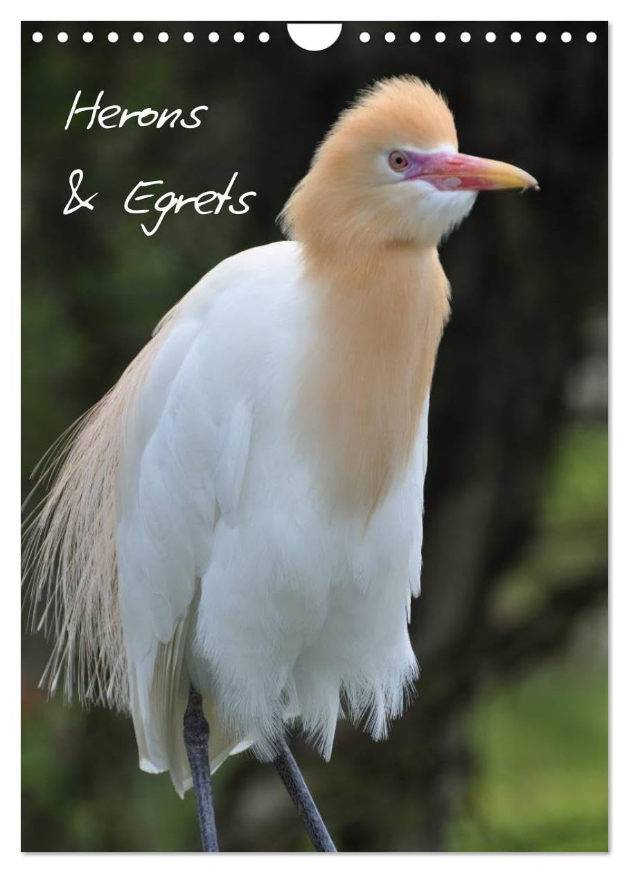 Herons & Egrets (Wall Calendar 2026 DIN A4 portrait), CALVENDO 12 Month Wall Calendar: A cosmopolitan bird family Natural Sciences