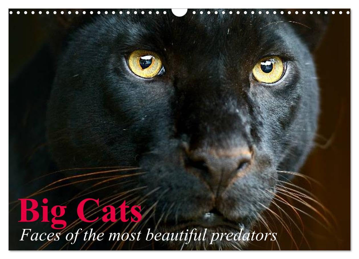 Big Cats ¿ Faces of the most beautiful predators (Wall Calendar 2026 DIN A3 landscape), CALVENDO 12 Month Wall Calendar: The world's biggest and most beautiful cats Natural Sciences