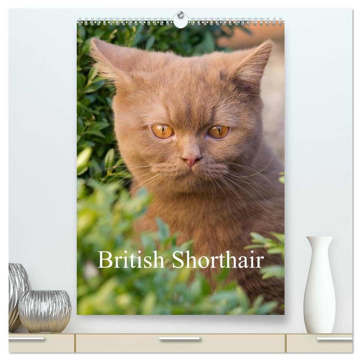 British Shorthair (High Quality Premium Wall Calendar 2026 DIN A2 portrait),CALVENDO 12 Month Wall Calendar: Beautiful Outdoor Photos of British Shorthair Cats Natural Sciences