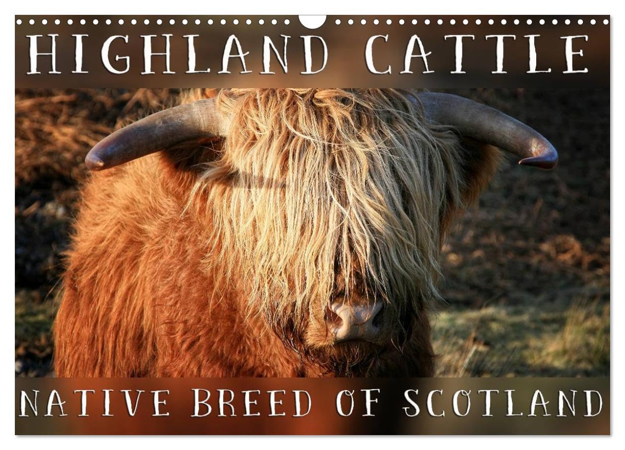 Highland Cattle - Native Breed of Scotland (Wall Calendar 2026 DIN A3 landscape), CALVENDO 12 Month Wall Calendar: Highland Cattle, the scottish cattle breed photographed in its own natural habitat. Natural Sciences