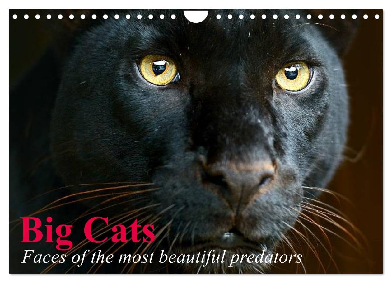Big Cats ¿ Faces of the most beautiful predators (Wall Calendar 2026 DIN A4 landscape), CALVENDO 12 Month Wall Calendar: The world's biggest and most beautiful cats Natural Sciences