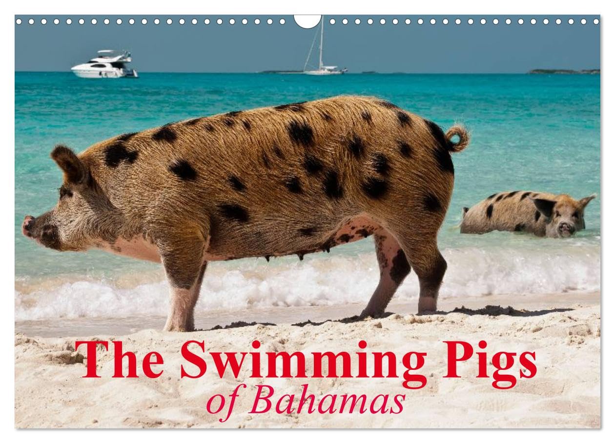 The Swimming Pigs of Bahamas (Wall Calendar 2026 DIN A3 landscape), CALVENDO 12 Month Wall Calendar: The Happy Pigs of the Big Majors Cay Natural Sciences