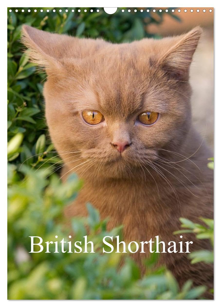 British Shorthair (Wall Calendar 2026 DIN A3 portrait), CALVENDO 12 Month Wall Calendar: Beautiful Outdoor Photos of British Shorthair Cats Natural Sciences
