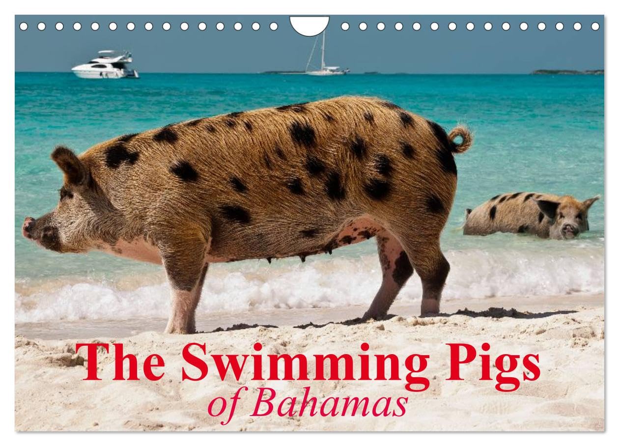 The Swimming Pigs of Bahamas (Wall Calendar 2026 DIN A4 landscape), CALVENDO 12 Month Wall Calendar: The Happy Pigs of the Big Majors Cay Natural Sciences