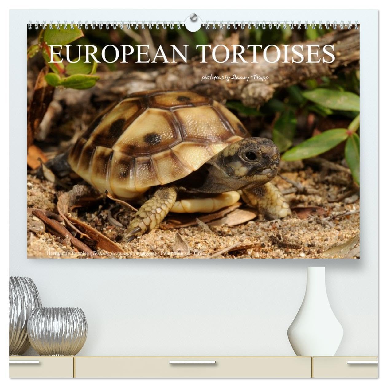 European Tortoises / UK-Version (High Quality Premium Wall Calendar 2026 DIN A2 landscape),CALVENDO 12 Month Wall Calendar: The pictures in that ... of southern Europe in their habitats Business & Technology