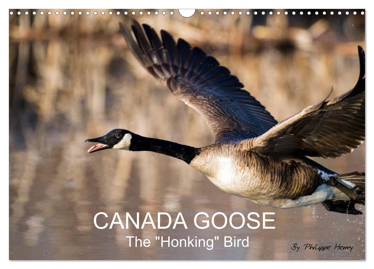 CANADA GOOSE / UK-Version (Wall Calendar 2026 DIN A3 landscape), CALVENDO 12 Month Wall Calendar: The "honking" bird Natural Sciences