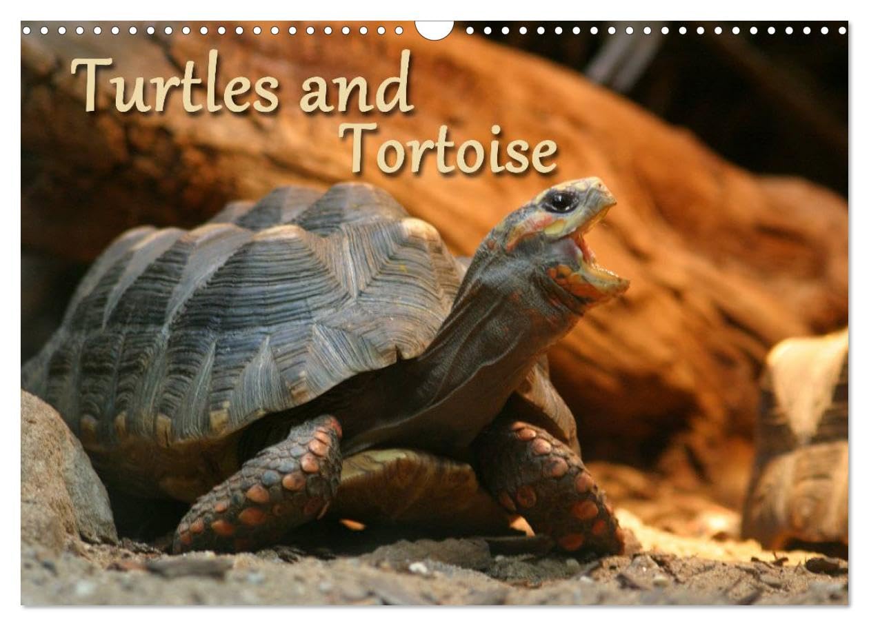 Turtles and Tortoise / UK-Version (Wall Calendar 2026 DIN A3 landscape), CALVENDO 12 Month Wall Calendar: Beautiful Photos of turtles on land and water Natural Sciences