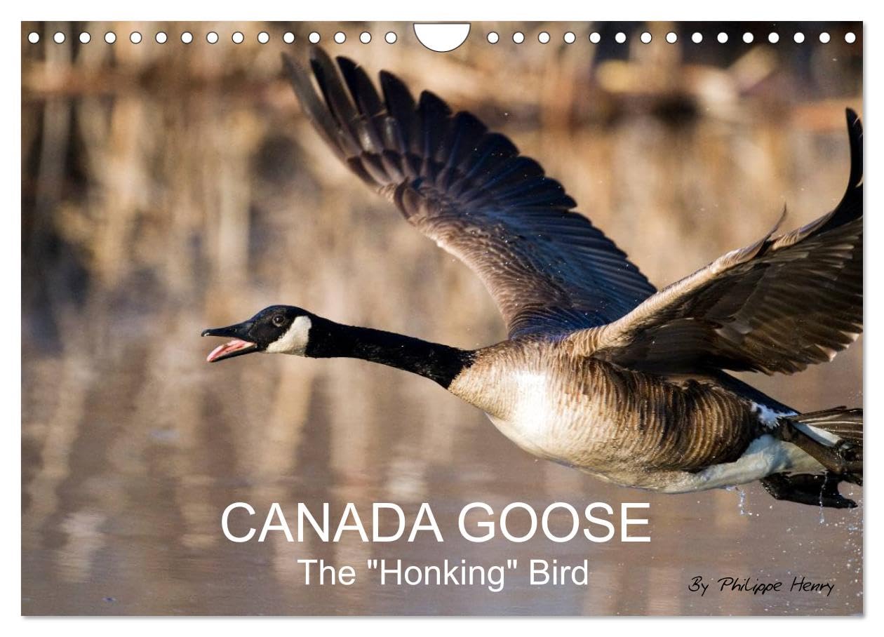 CANADA GOOSE / UK-Version (Wall Calendar 2026 DIN A4 landscape), CALVENDO 12 Month Wall Calendar: The "honking" bird Natural Sciences