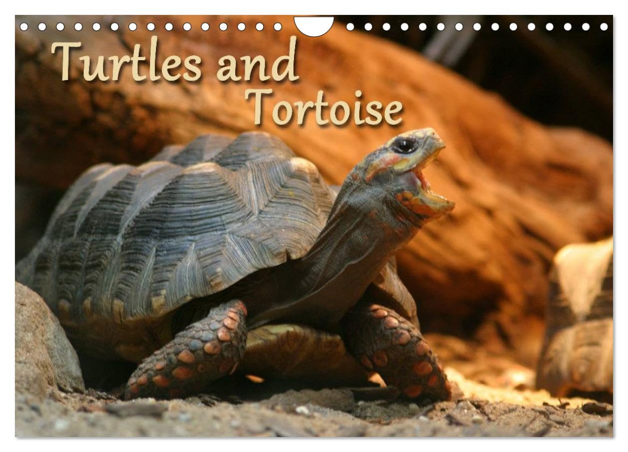 Turtles and Tortoise / UK-Version (Wall Calendar 2026 DIN A4 landscape), CALVENDO 12 Month Wall Calendar: Beautiful Photos of turtles on land and water Natural Sciences