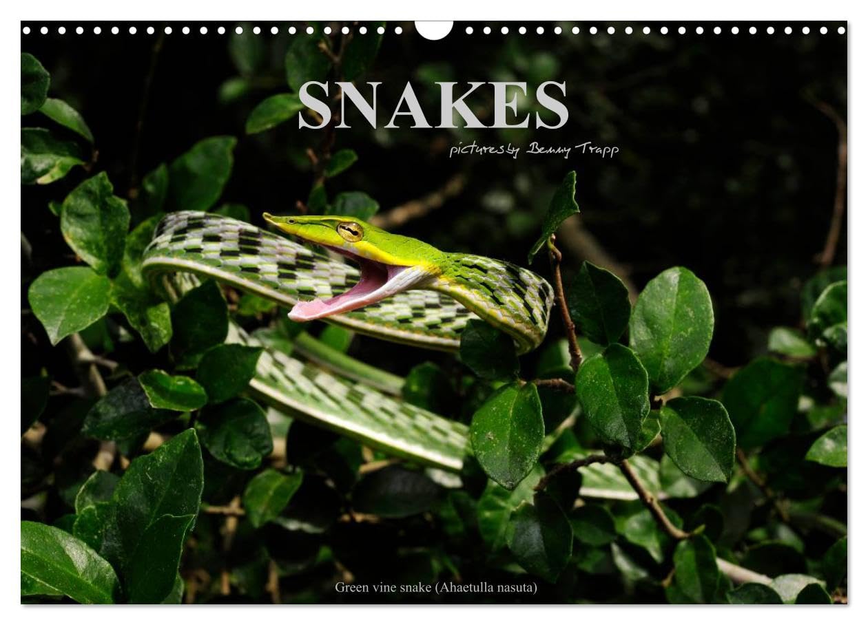 SNAKES / UK-Version (Wall Calendar 2026 DIN A3 landscape), CALVENDO 12 Month Wall Calendar: Snakes, fascinating reptiles, snake calendar, reptile, Benny Trapp Business & Technology