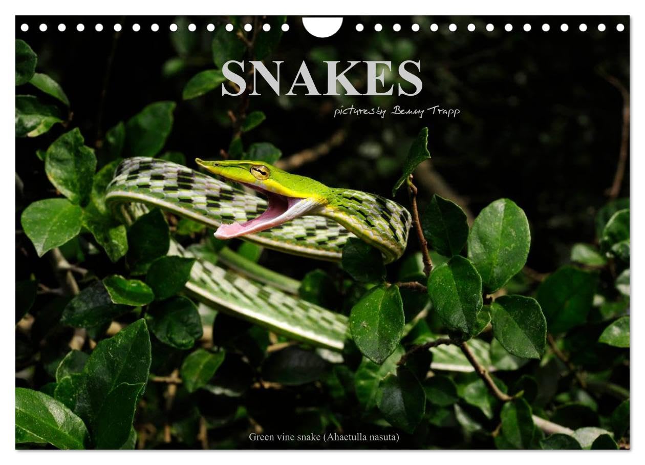 SNAKES / UK-Version (Wall Calendar 2026 DIN A4 landscape), CALVENDO 12 Month Wall Calendar: Snakes, fascinating reptiles, snake calendar, reptile, Benny Trapp Business & Technology