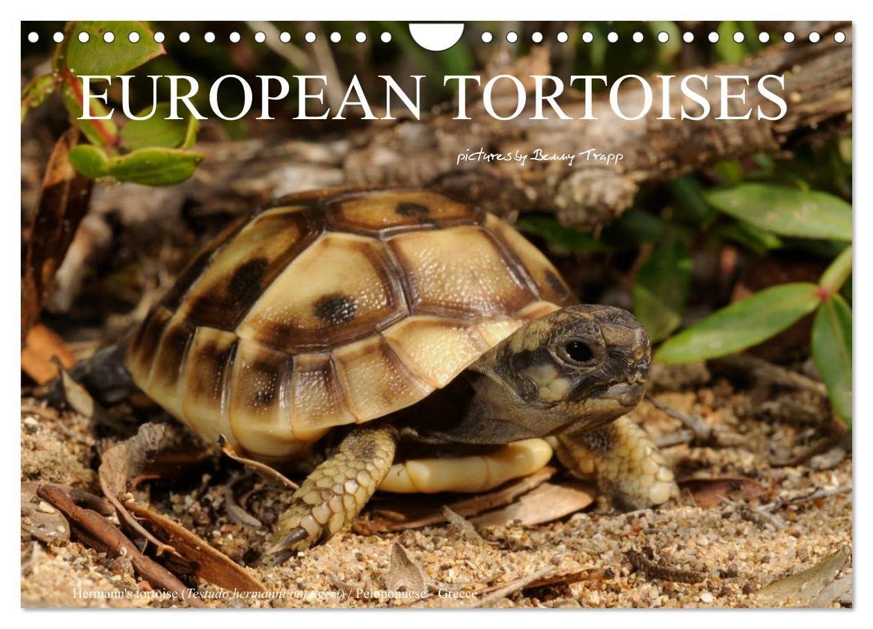 European Tortoises / UK-Version (Wall Calendar 2026 DIN A4 landscape), CALVENDO 12 Month Wall Calendar: The pictures in that calendar show tortoises of southern Europe in their habitats Business & Technology