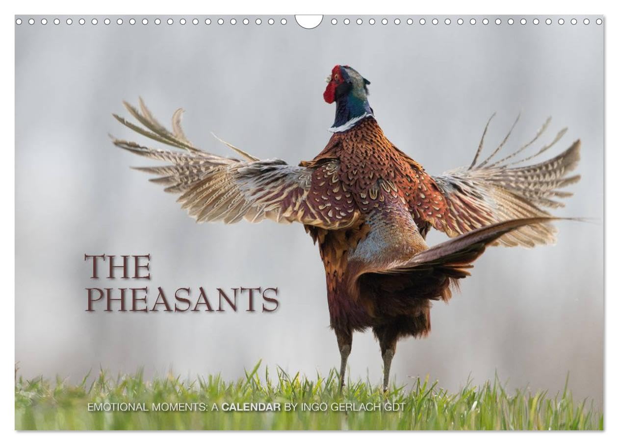 Emotional Moments: The pheasants. UK-Version (Wall Calendar 2026 DIN A3 landscape), CALVENDO 12 Month Wall Calendar: The courtship of the pheasants is ... GDT has held in this beautiful images. Natural Sciences