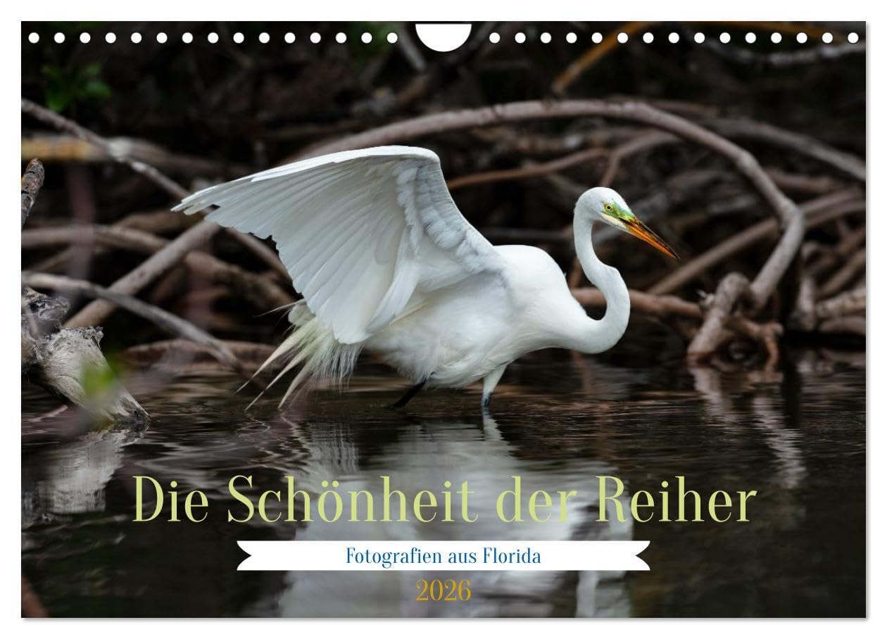 Die Schönheit der Reiher (Wandkalender 2026 DIN A4 quer), CALVENDO Monatskalender: Reiher in Florida (CALVENDO Tiere) Natural Sciences