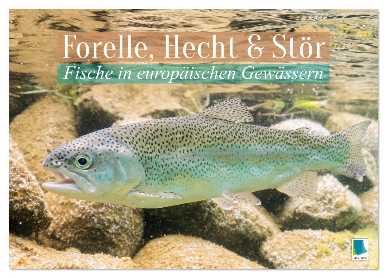 Forelle, Hecht und Stör: Fische in europäischen Gewässern (Tischkalender 2026 DIN A5 quer), CALVENDO Monatskalender: Heimische Fische: Unter Wasser auf der Lauer (CALVENDO Tiere) Natural Sciences