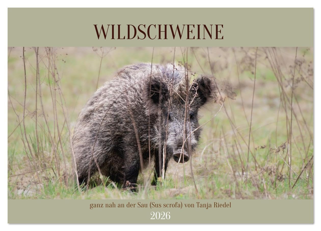 Wildschweine ganz nah an der Sau (Sus scrofa) von Tanja Riedel (Wandkalender 2026 DIN A2 quer), CALVENDO Monatskalender: Echte Wildschwein Momente – ... und unverstellt (CALVENDO Tiere) Leisure, Home & Garden