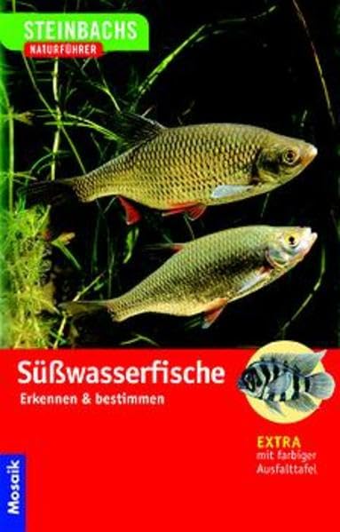 Süsswasserfische Business & Technology
