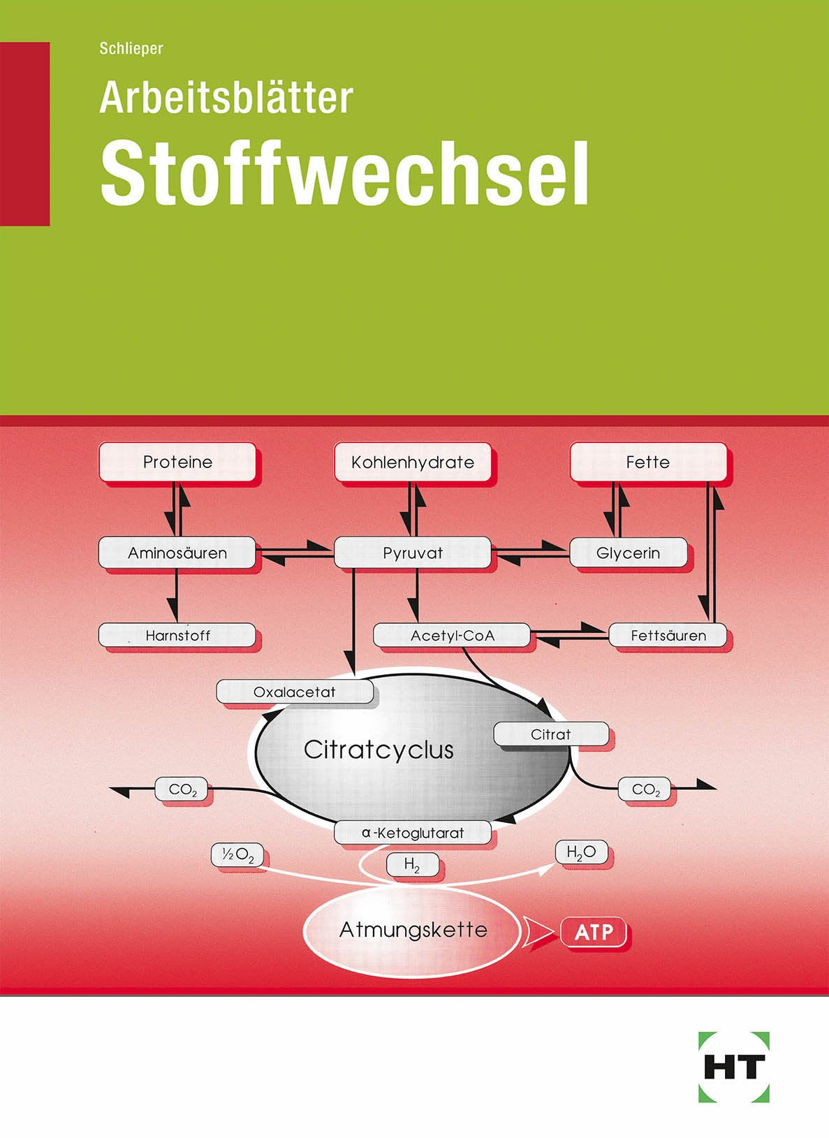 Arbeitsblätter Stoffwechsel Health, Nutrition & Fitness