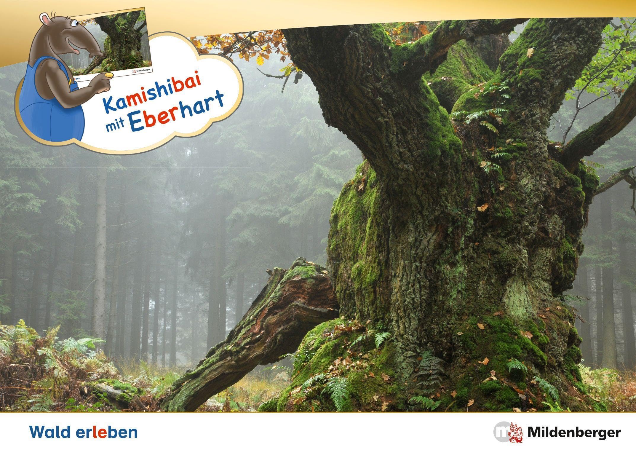 Kamishibai mit Eberhart – Wald erleben – Set: Erzähltheater-Karten mit (Vor-)Leseheft-Paket Learning & Reference