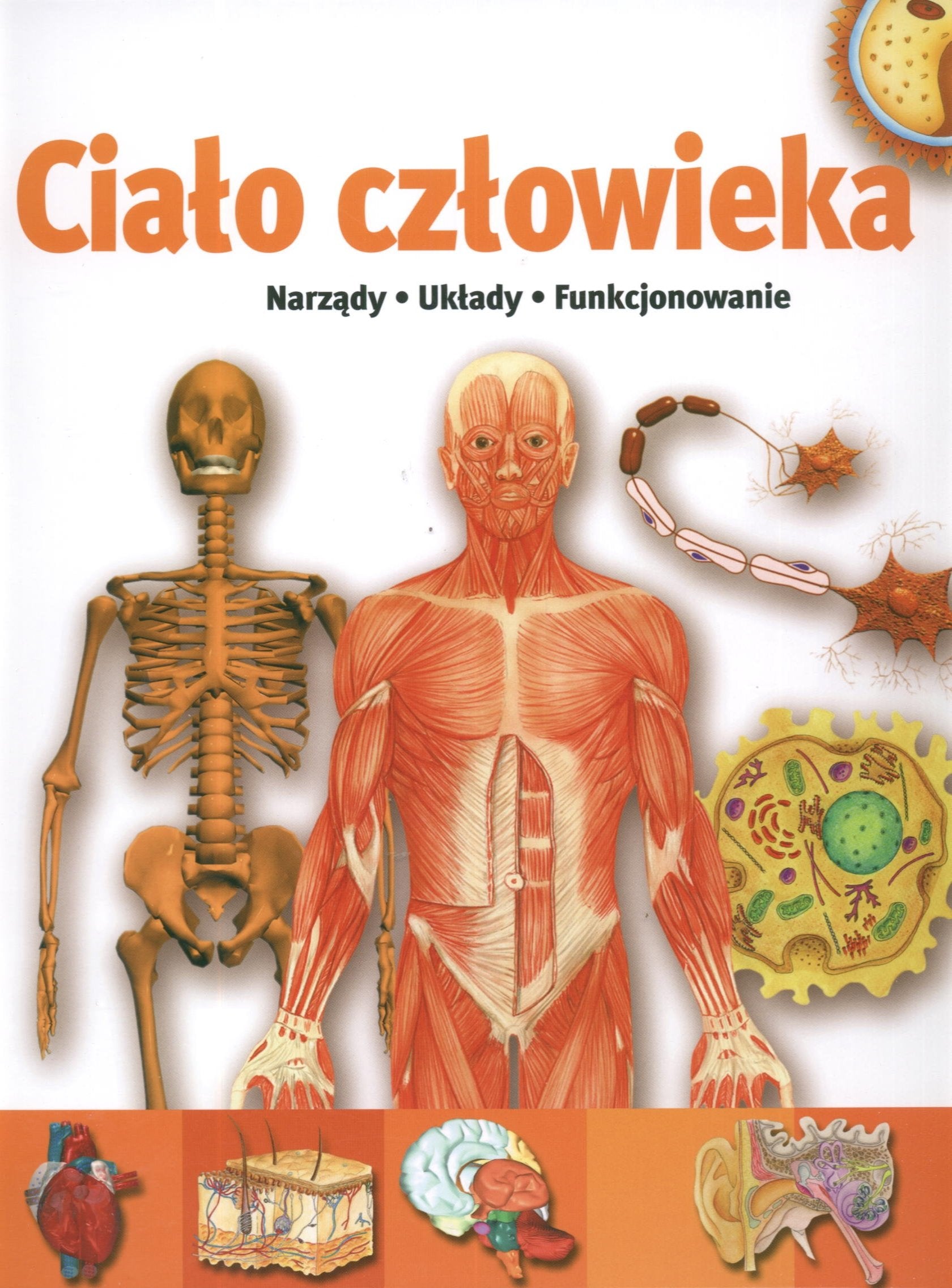 Cialo czlowieka. Narzady, Uklady, Funkcjonowania Books