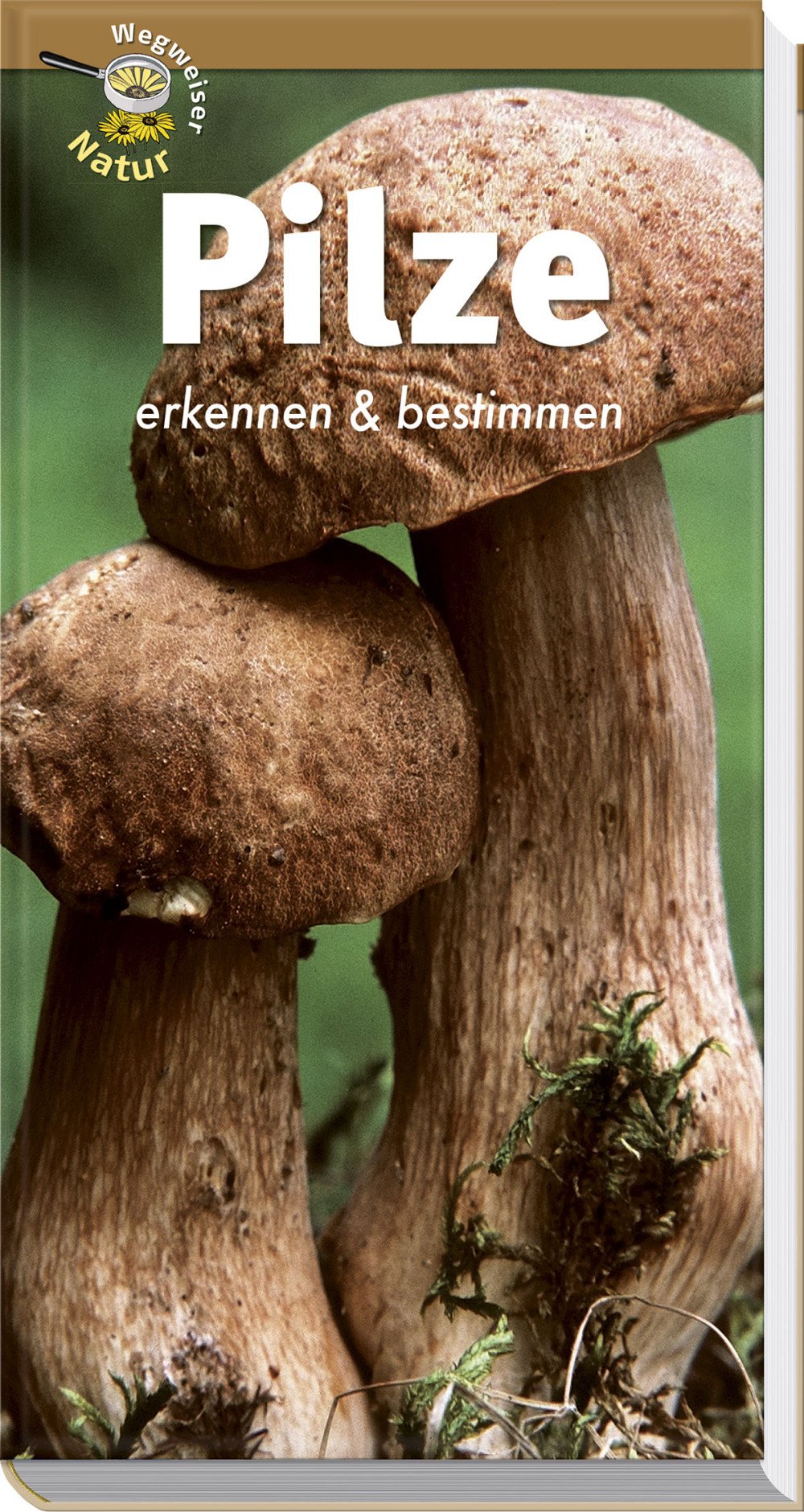 Pilze erkennen und bestimmen: Wegweiser Natur Garden & Plants