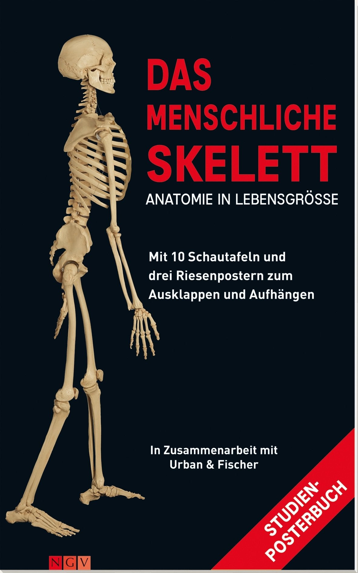 Das menschliche Skelett: Mit 10 Schautafeln und drei Riesenpostern zum Ausklappen und Aufhängen Medicine