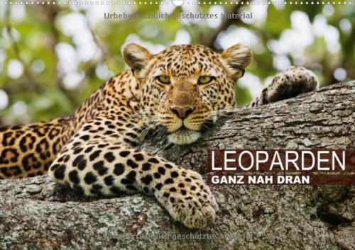 Leoparden - Ganz nah dran (Wandkalender 2013 DIN A2 quer): Leoparden in Afrika und Asien (Monatskalender, 14 Seiten) Natural Sciences
