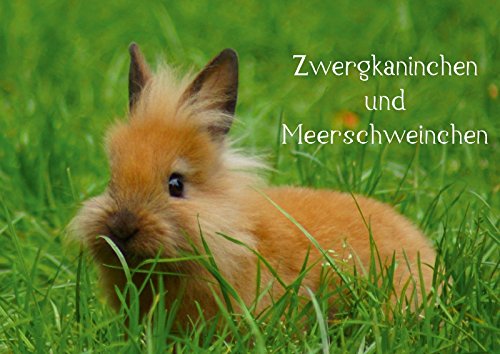 Zwergkaninchen und Meerschweinchen (Posterbuch DIN A4 quer): Beliebte Kleintiere als Heimtier (Posterbuch, 14 Seiten ) (CALVENDO Tiere) Posters