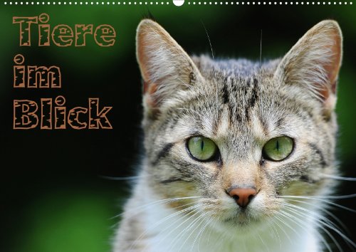 Tiere im Blick (Wandkalender 2013 DIN A4 quer): Tierfotos, aus der freien Natur und Zoos (Monatskalender, 14 Seiten) Books