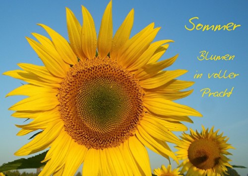 Sommer - Blumen in voller Pracht (Posterbuch DIN A4 quer): Sommerblumen in ihrer schönsten Farben- und Blütenpracht (Posterbuch, 14 Seiten ) (CALVENDO Natur) Kapp, Lilo Garden & Plants
