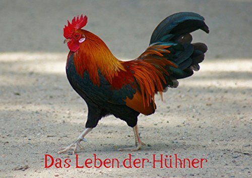 Das Leben der Hühner (Posterbuch DIN A4 quer): Geflügel auf dem Bauernhof (Posterbuch, 14 Seiten ) (CALVENDO Tiere) kattobello, k.A. Posters
