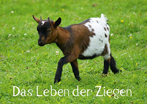 Das Leben der Ziegen (Posterbuch DIN A3 quer): Ziegen als Nutz- und Haustier (Posterbuch, 14 Seiten ) (CALVENDO Tiere) kattobello, k.A. Posters