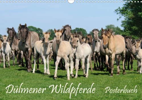Dülmener Wildpferde Posterbuch (Posterbuch DIN A4 quer) Posters