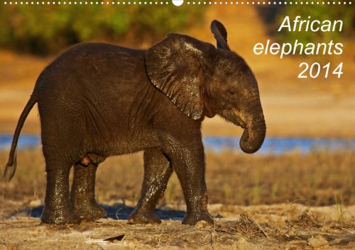 African elephants 2014 (Wandkalender 2014 DIN A2 quer): Afrikanische Elefanten in ihrem natürlichen Lebensraum (Monatskalender, 14 Seiten) Leisure, Home & Garden