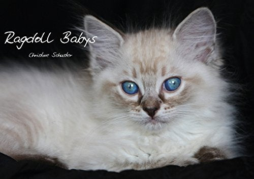 Ragdoll Babys (Posterbuch DIN A4 quer): Kleine Blauaugen entdecken die Welt. (Posterbuch, 14 Seiten ) (CALVENDO Tiere) Schuster, Christine Medicine