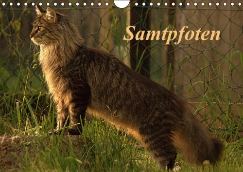 Samtpfoten (Wandkalender 2014 DIN A4 quer): Mit dem Hund ist die Katze das beliebteste Haustier der Menschen. (Monatskalender, 14 Seiten) Lifestyle