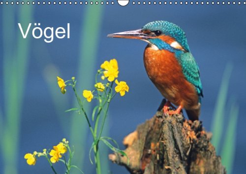 Vögel (Wandkalender 2014 DIN A3 quer): Vögel vor der Kamera (Monatskalender, 14 Seiten) Leisure, Home & Garden