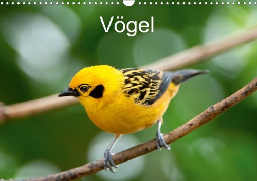Product Image: Vögel  (Posterbuch DIN A4 quer)