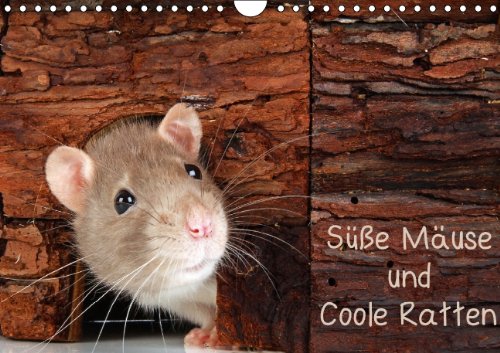 Süße Mäuse und Coole Ratten (Wandkalender 2014 DIN A4 quer): Mäuse- und Ratten-Fotos, die man nicht jeden Tag sieht (Monatskalender, 14 Seiten) Film, Art & Culture