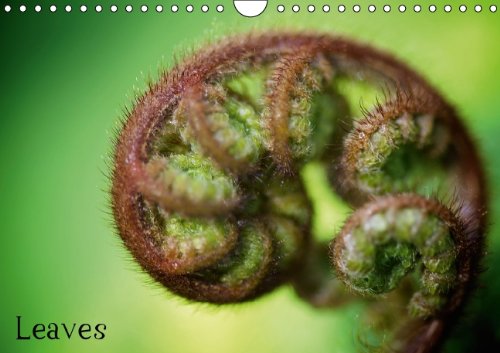 Leaves (Wandkalender 2014 DIN A4 quer): Blätter exotischer Pflanzen (Monatskalender, 14 Seiten) Film, Art & Culture