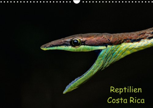 Reptilien Costa Rica (Wandkalender 2014 DIN A3 quer): Schlangen, Echsen und Schildkröten aus Costa Rica (Monatskalender, 14 Seiten) Leisure, Home & Garden