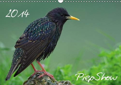 PiepShow (Wandkalender 2014 DIN A3 quer): Kleine Vögel ganz Gross (Monatskalender, 14 Seiten) Film, Art & Culture