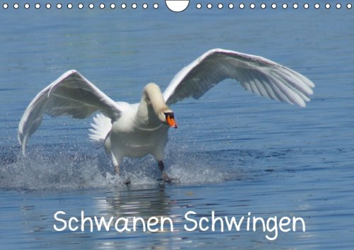Schwanen Schwingen (Wandkalender 2014 DIN A4 quer): Höckerschwäne in Bewegung (Monatskalender, 14 Seiten) Natural Sciences