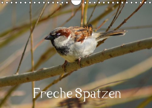Freche Spatzen (Wandkalender 2014 DIN A4 quer): Haussperlinge (Passer domesticus) in Stadt und Natur (Monatskalender, 14 Seiten) Living & Furnishing