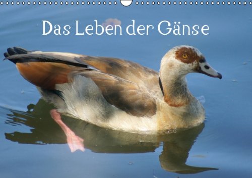 Das Leben der Gänse (Wandkalender 2014 DIN A3 quer): Hausgänse und ihre wilde Verwandschaft (Monatskalender, 14 Seiten) Living & Furnishing