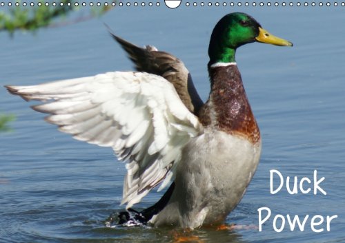 Duck Power (Wandkalender 2014 DIN A3 quer): Entenvögel in Bewegung (Monatskalender, 14 Seiten) Living & Furnishing