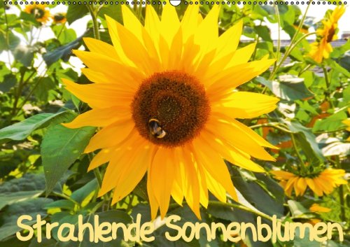 Strahlende Sonnenblumen (Wandkalender 2014 DIN A2 quer): Strahlende Sonnenblumen (Monatskalender, 14 Seiten) Film, Art & Culture